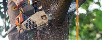 Best Tree Preservation Services  in Blackwater, AZ