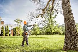 Best Tree Removal  in Blackwater, AZ