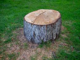 Best Tree Disease Treatment  in Blackwater, AZ