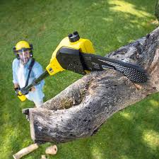 Best Grass Overseeding  in Blackwater, AZ