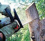 Reliable Blackwater, AZ Tree Care Solutions
