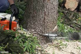  Blackwater, AZ Tree Care Pros