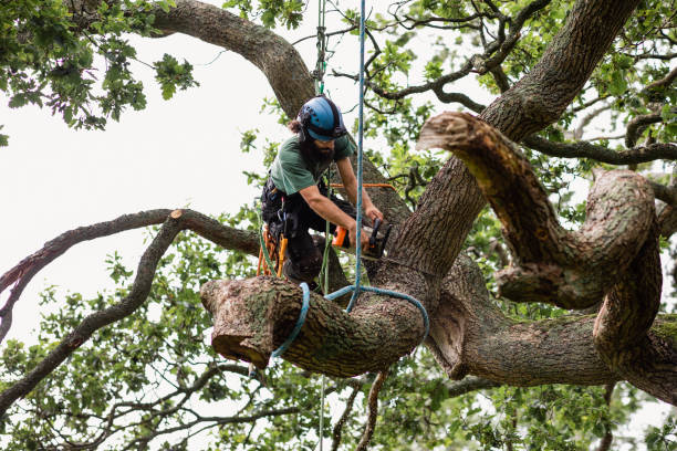 Best Tree Maintenance Programs  in Blackwater, AZ