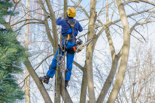Best Lawn Maintenance Plans  in Blackwater, AZ