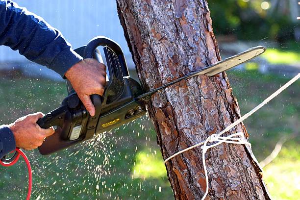 Best Weed Control  in Blackwater, AZ