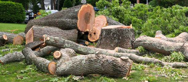 How Our Tree Care Process Works  in  Blackwater, AZ