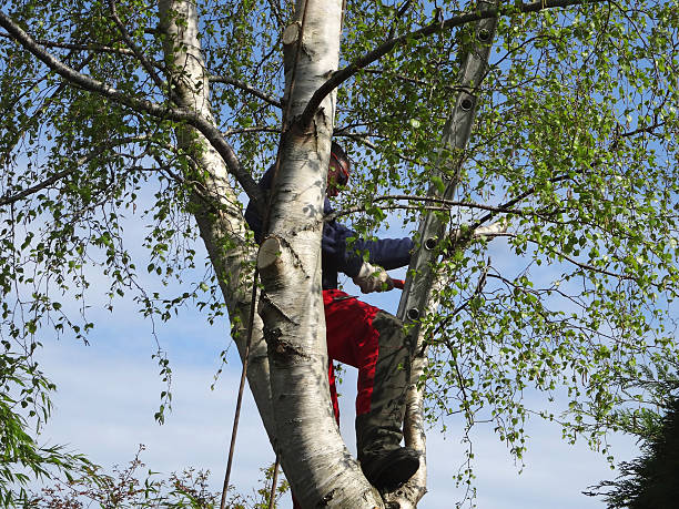 Best Lawn Pest Prevention  in Blackwater, AZ