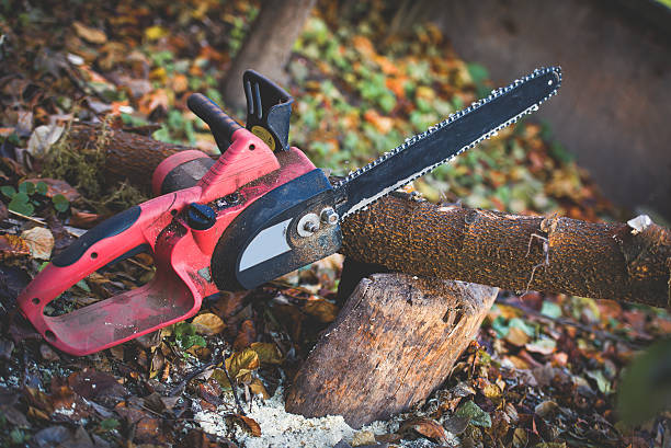 Pest Control for Lawns in Blackwater, AZ