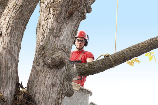Best Storm Damage Tree Cleanup  in Blackwater, AZ